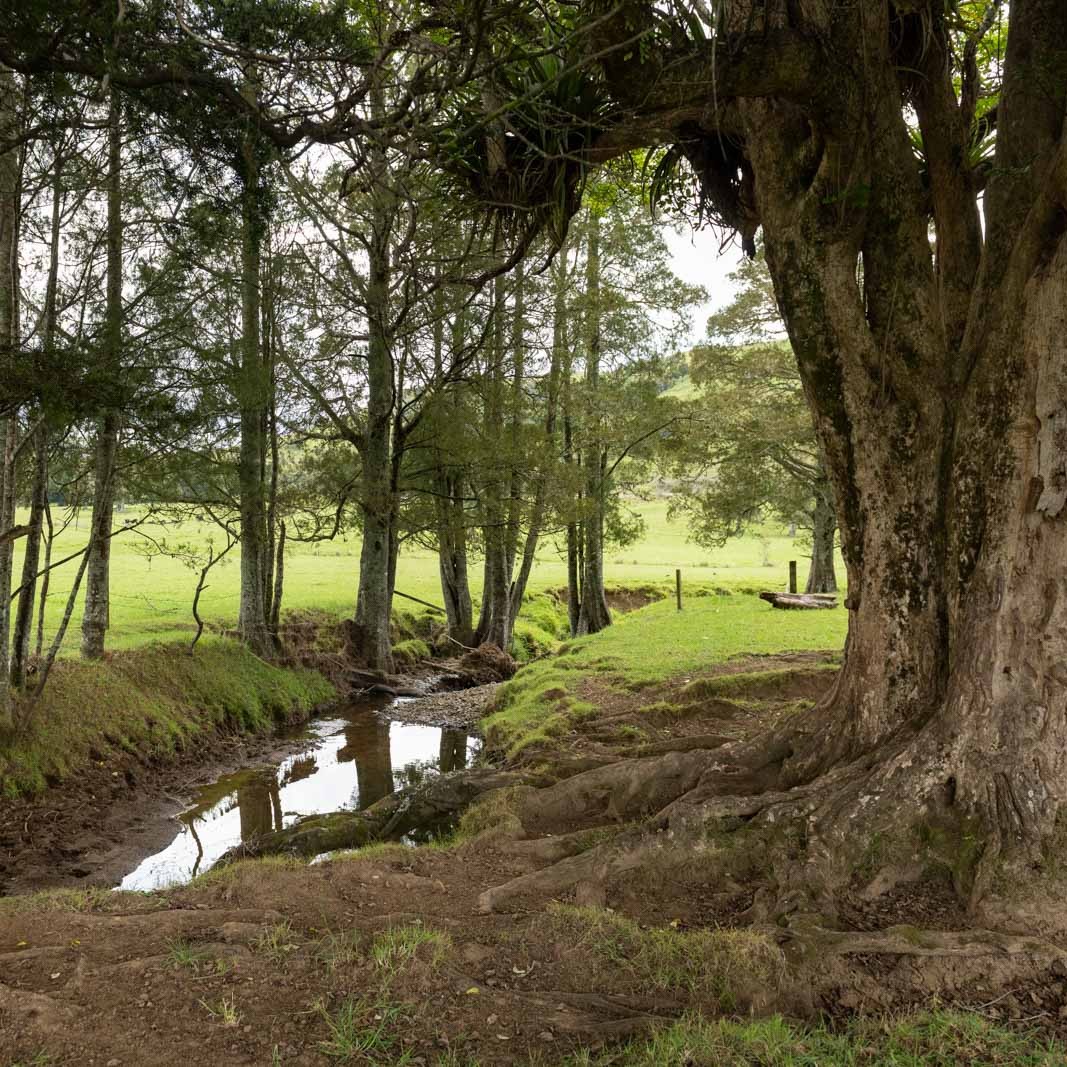 Hint of the Kaitaia landscape